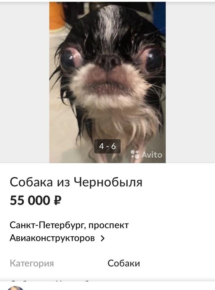 Dog from Chernobyl - Bulletin board, Dog, Longpost, Screenshot