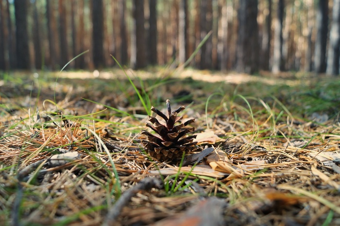 A little forest - My, Beginning photographer, Forest, Walk, Summer, Christmas trees, I want criticism, The photo