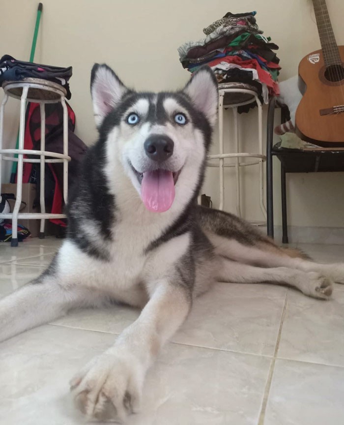 Guy Adopts Stray Dog And Modifies It So People Finally Recognize It as Husky [Poll Underway] - Dog, Animals, Longpost, Bali, Animal Rescue