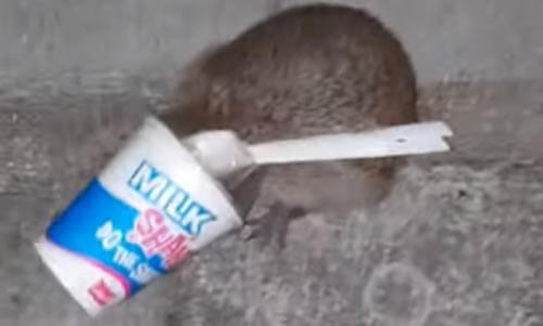 Love for sweets did not bring the hedgehog to good - Hedgehog, The rescue, Animal Rescue, Video