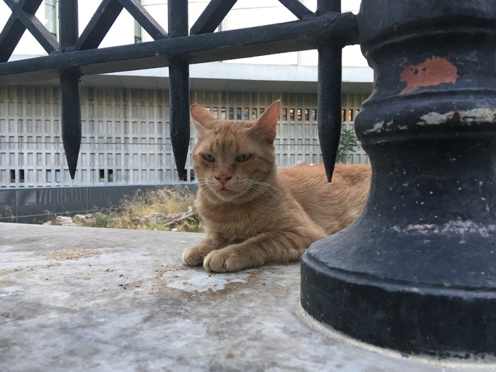 Athenian cats - My, Catomafia, cat, Greece, Longpost