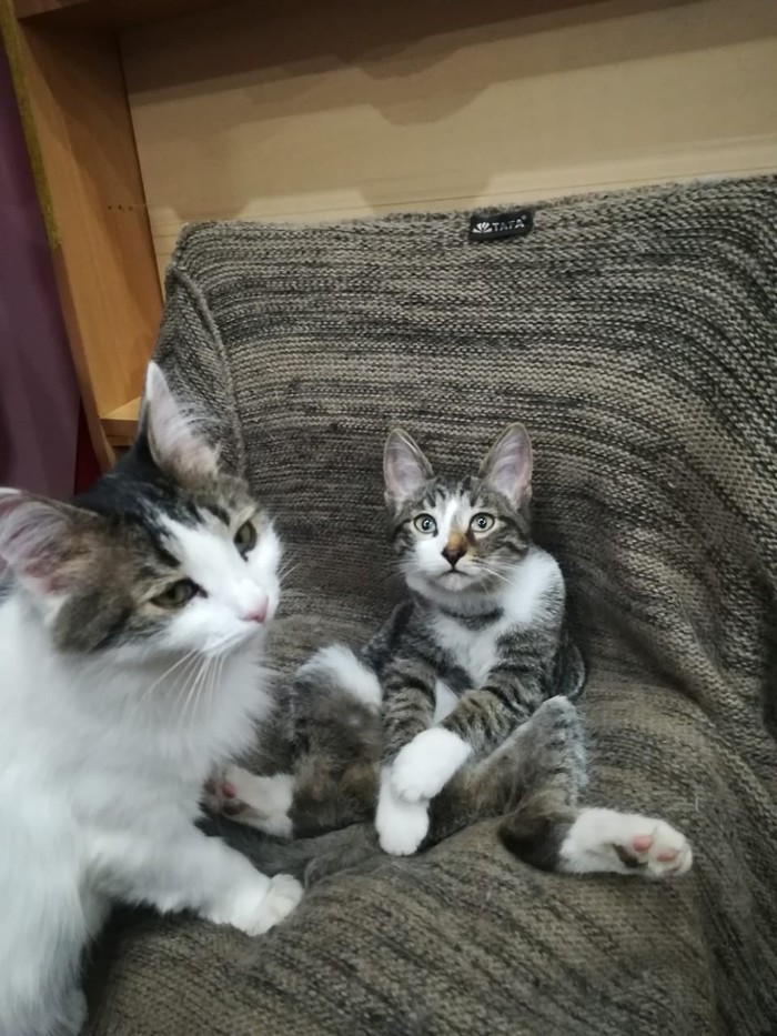 The cats are looking for a home. Naberezhnye Chelny. - No rating, cat, Naberezhnye Chelny, Longpost, In good hands, Looking for a master, Helping animals, Help