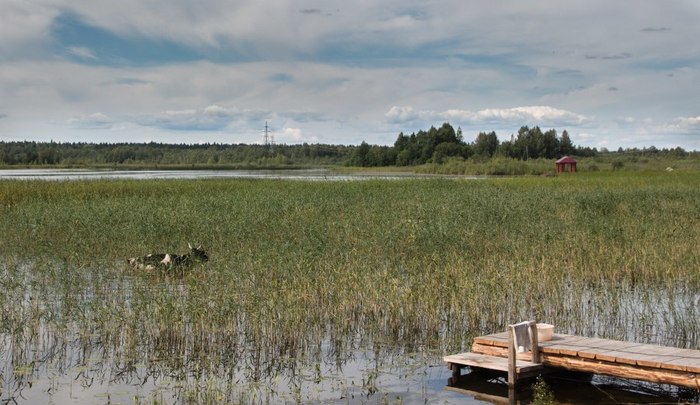 Sea cow.. - Cow, Lake, The photo, Nature