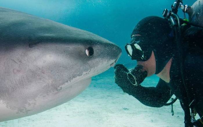 - Do you respect me? - Shark, Scuba diver, The photo, Underwater world