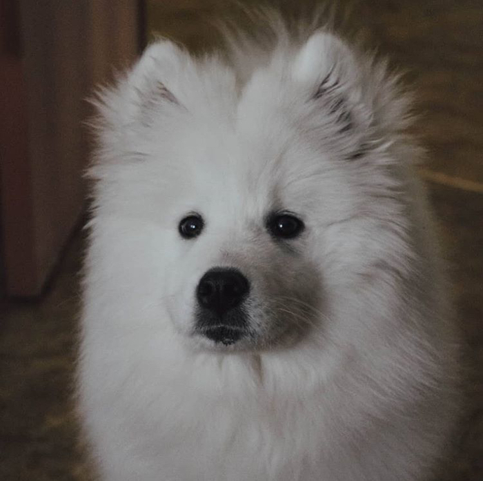 Samoyed in the apartment. Part 2. Cutting territories - My, Dog, Puppies, Samoyed