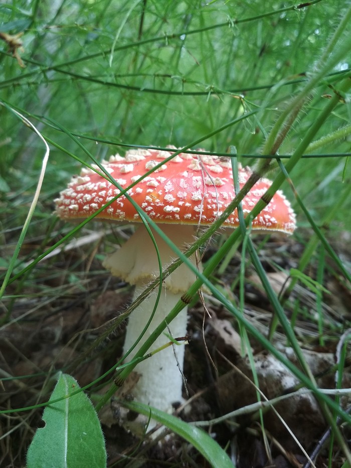 � ������ ��������� ������