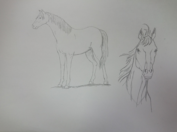 For the first time in my life, I drew (drawn) a horse. - Horses, Pencil drawing, Full Face, Profile