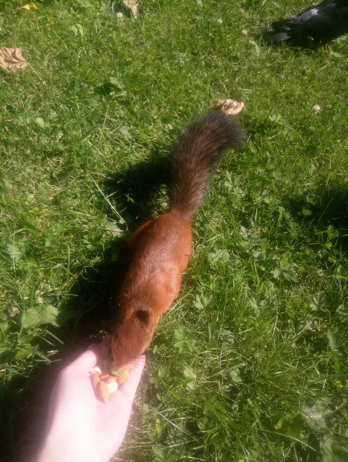 How much do you need to be happy? - My, Tsarskoe Selo, Alexander Park, Pushkin, Squirrel, Local, Animals