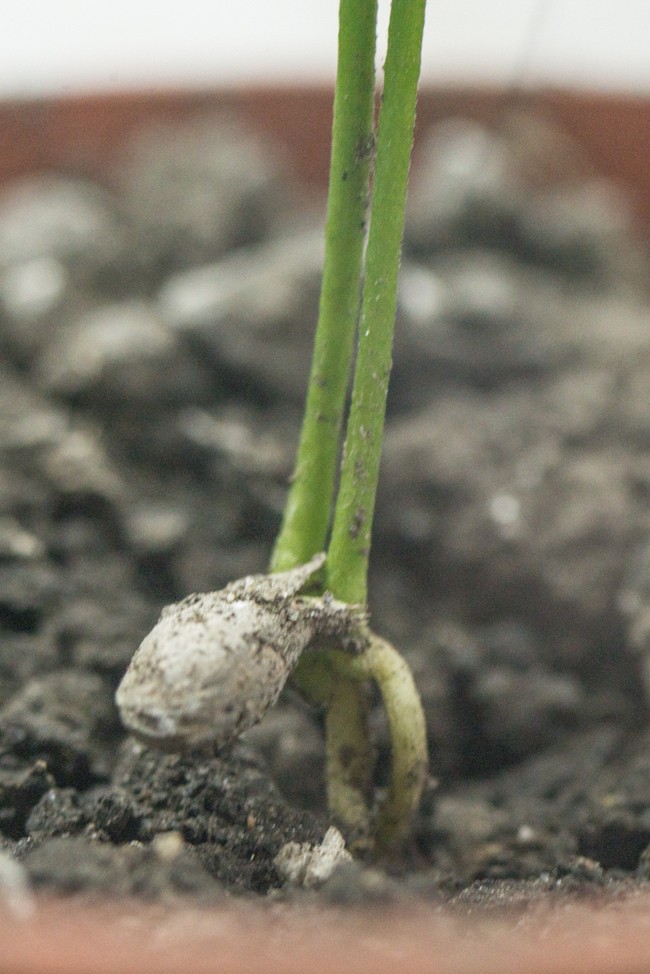 Polyembryony of citrus fruits from the supermarket. - My, Botany, Plants, Sprout, Seedling, Ecology, Nature, Longpost