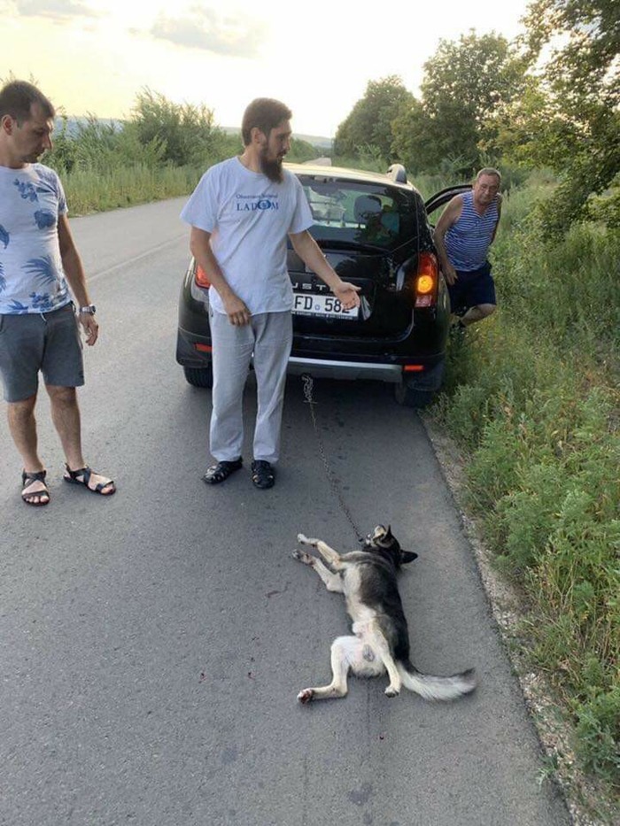 Moldavian priest tied a dog to a car and drove it to a meat-packing plant - Negative, Cruelty to animals, Longpost, Moldova, Dog, Priests