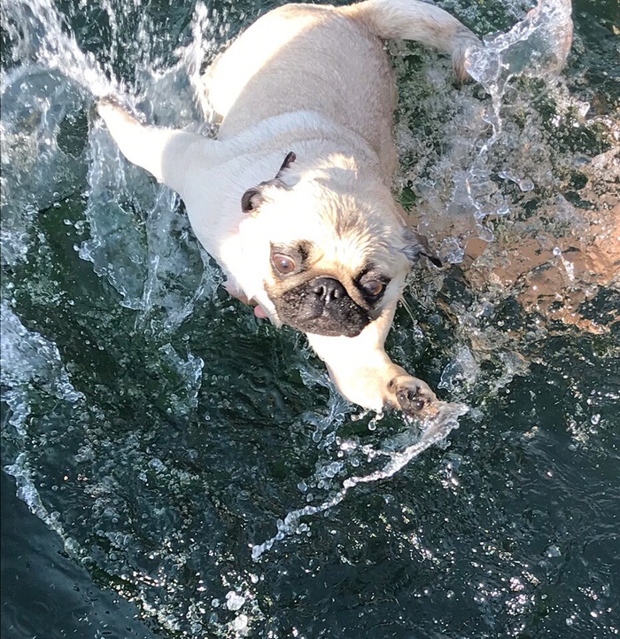 On these hot days, swimming, all the same, not everyone likes it. - My, Lake, Pug, Heat, July, Dog