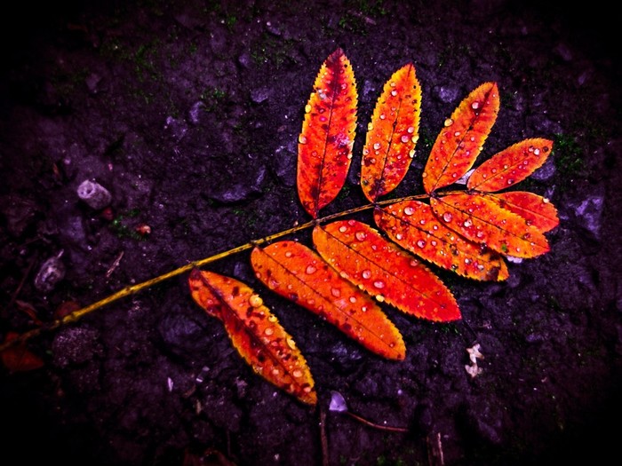 Autumn is coming Sony, , , , , 