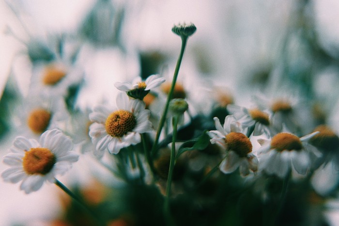 Chamomile - My, Chamomile, The photo, Magnifier