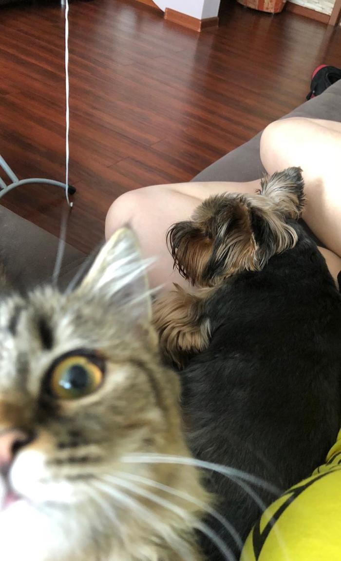 Selfie with your pet - My, Catomafia, Selfie, cat, Kotoselfi, Dog