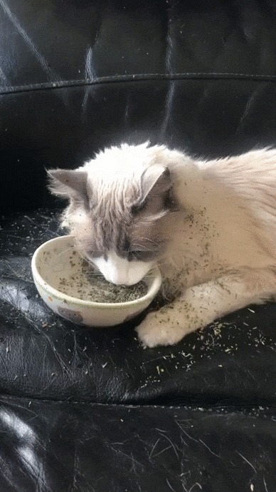 Ммммм...Мята!!!! Кот, Котомафия, Домашние животные, Кошачья мята, Миска, Удовольствие, Видео, Гифка