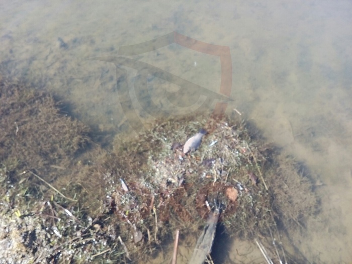 Exclusion zone in Chuvash: chemical spill in Tsivilsk endangered people's lives - My, Chuvashia, Tsivilsk, Waste, Ecological catastrophy, Ecology, Environmental pollution, Longpost