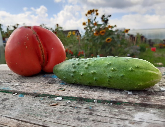 Harvest 2019 - My, Vegetables, It seemed, Harvest