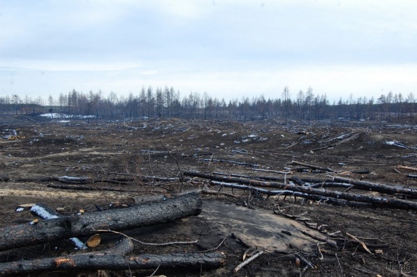 The government will allow deforestation on Baikal for BAM and Trans-Siberian - Baikal, Ecology, Forest, Bam, Trans-Siberian Railway, Russian Railways, Mep, RBK, Longpost