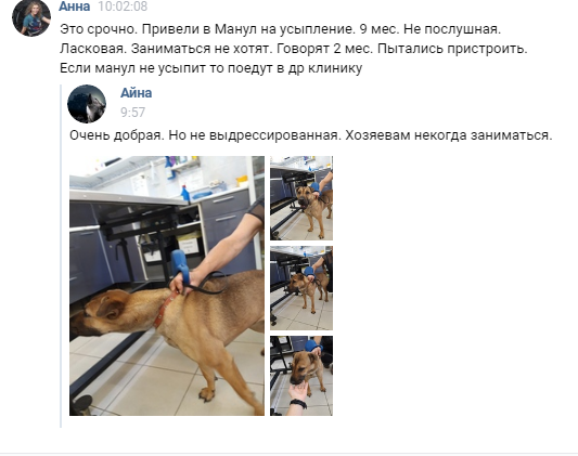 No pressure for pity. - My, Dog, Kolpino, Saint Petersburg, Help, In good hands, Looking for a home, No rating, Longpost, Helping animals