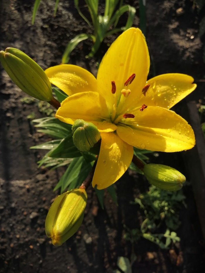 shades of yellow - My, Ornamental garden plants, Summer, Longpost, Gardening