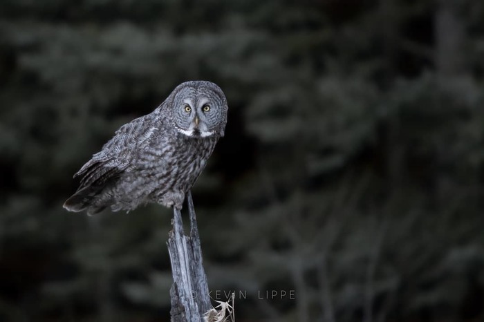 1564042199167321218 для чего нужны щупальца