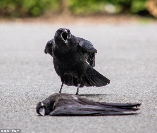 The mystery of the crow's funeral - Crow, Copy-paste