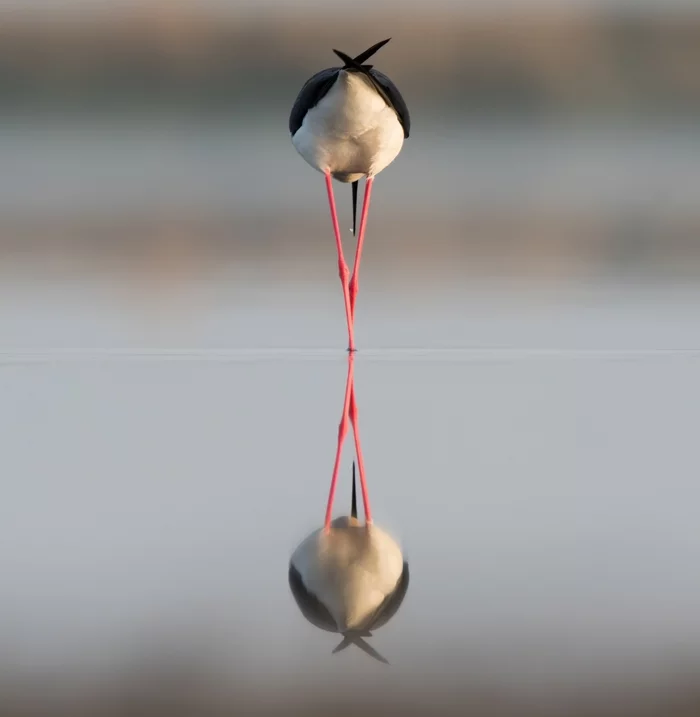 Symmetry - My, The photo, Photo hunting, Nature, Birds, Stavropol region, Animals, Ornithology, Stilt walker