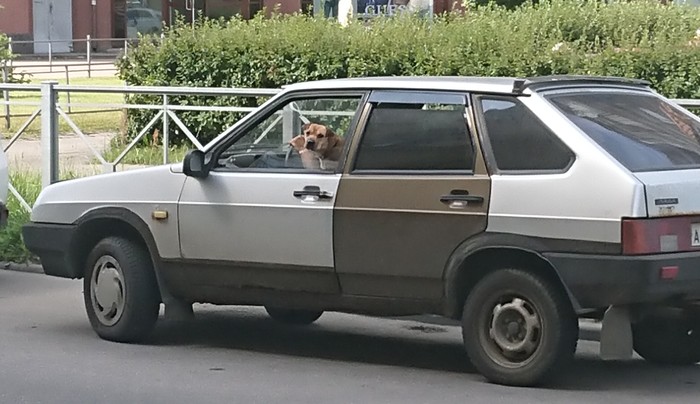 Where are we going brother? - My, Good boy, Dog, Driver, The photo