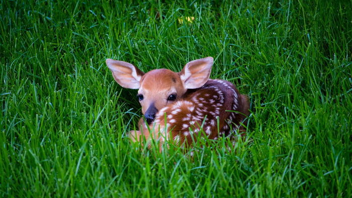 A little about summer safety. - My, Precaution, Summer, Nature, Camping, Horses, , Birds, Dog, Longpost, Fawn