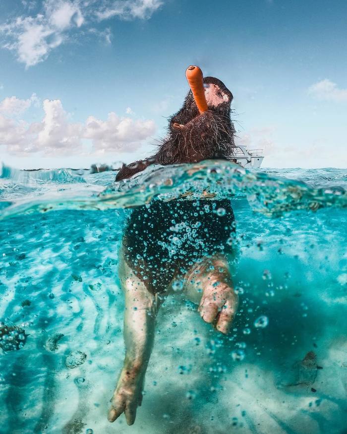 фотка свиньи в майнкрафте. 1564148216176137796. фотка свиньи в майнкрафте фото. фотка свиньи в майнкрафте-1564148216176137796. картинка фотка свиньи в майнкрафте. картинка 1564148216176137796. Просить помощи в том, чего не умеешь — нормально, природой так и задумано. Вот взять африканских хрюшек-бородавочников. На самом деле они дружат не с сурикатами, как нам показал Дисней, а с мангустами — их старшими родичами. Там, где пасётся стадо патлатых свинок, всегда найдётся стайка мангустов, и наоборот. И дружба эта строится на взаимовыгодном сотрудничестве.