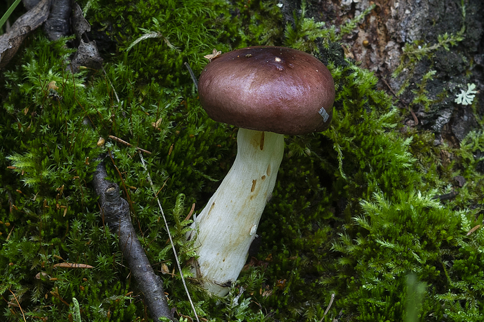 Walk in the woods - My, Forest, Spider, The photo, Mushrooms, Moss