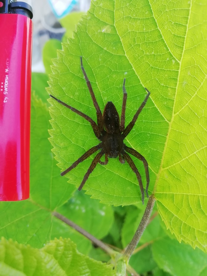 Spider on definition - My, Spider, Arachnids, Longpost