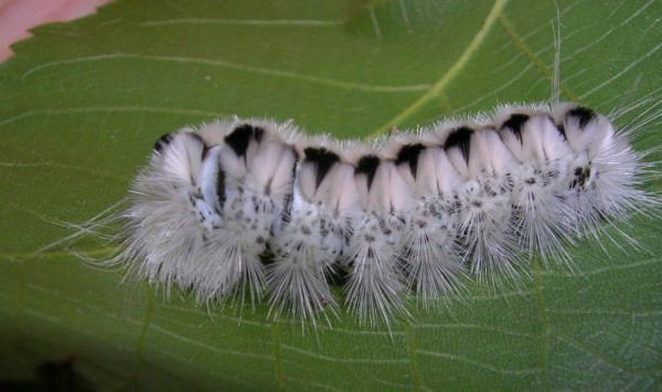 POISONED BEAUTY - Insects, Caterpillar, Butterfly, Longpost