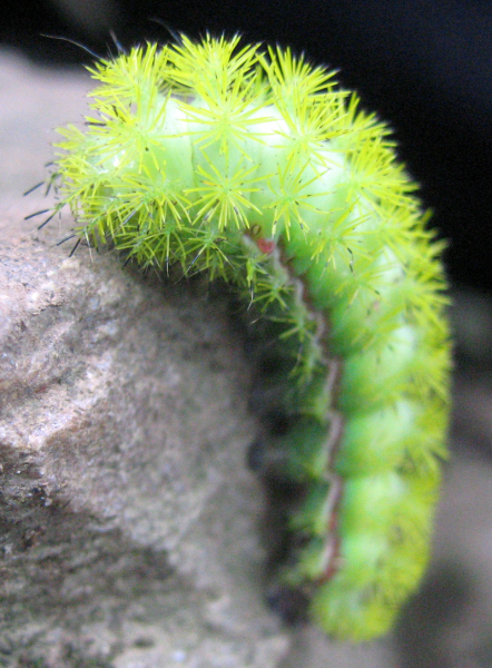 POISONED BEAUTY - Insects, Caterpillar, Butterfly, Longpost