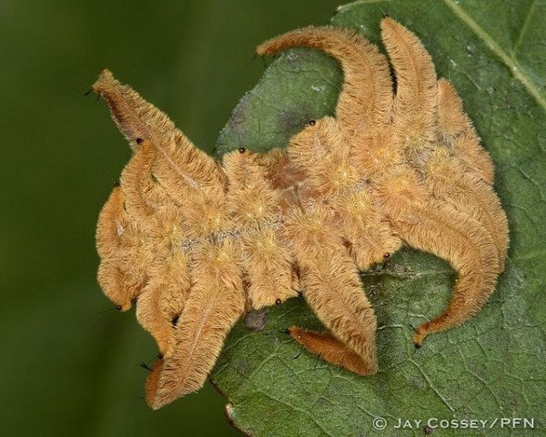 POISONED BEAUTY - Insects, Caterpillar, Butterfly, Longpost