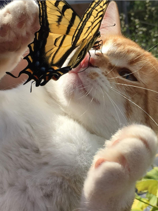 It was unexpected - cat, Butterfly, On the nose, The photo