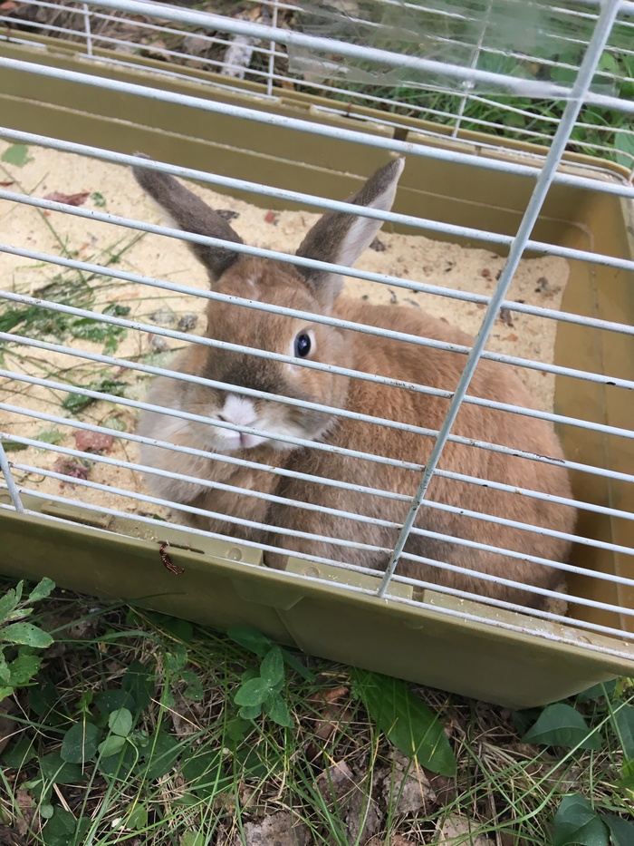 abandoned rabbit - My, Rabbit, Pets