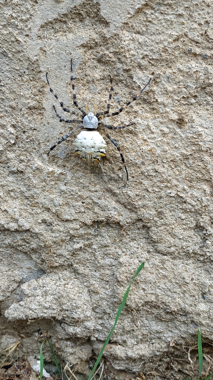 ��� ��...?