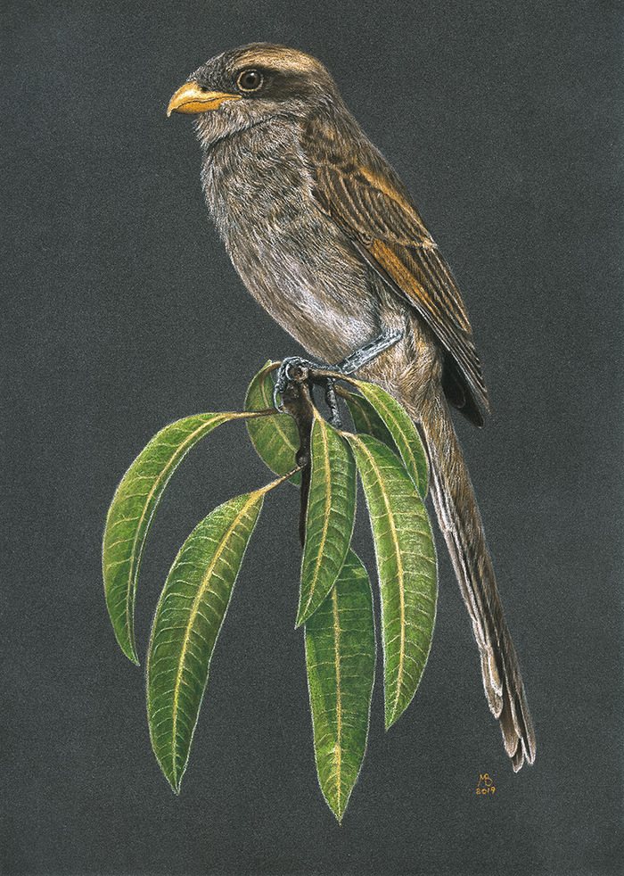 yellow-billed shrike - Shrike, Animalistics, Art, Pastel, Birds, Drawing, My