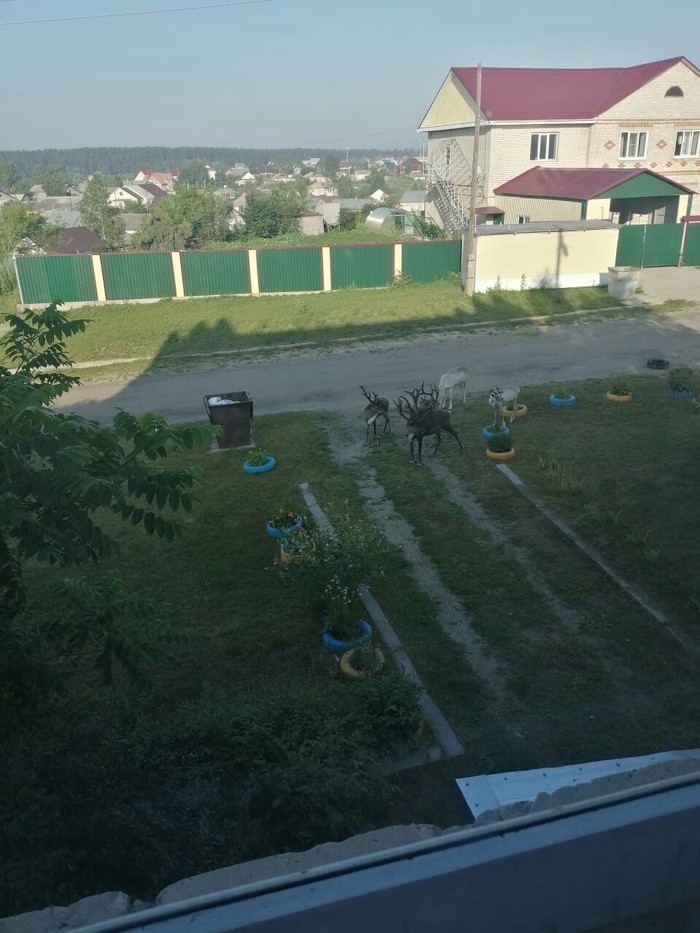 Barnaul 7 am, looked out the window. - My, Reindeer, Morning, Animals, Barnaul, Video, Longpost
