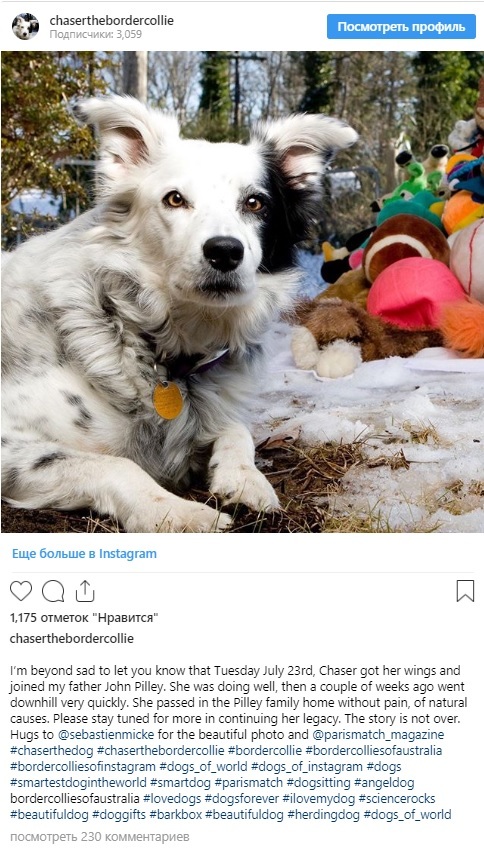 The world's smartest dog has died - My, Dog, USA, South Carolina, Border Collie