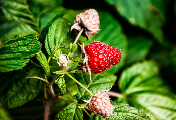 Gifts of summer part - 3 - My, The photo, Nature, Apples, Raspberries, Summer, Longpost