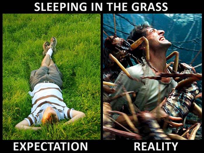 Dream in the grass: expectation / reality - Grass, Dream, Ants, Humor, Memes, Joke