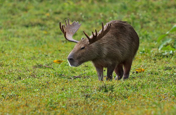 Capybara / capymoos? - My, Pacon, Photoshop, Animals, Elk, Capybara