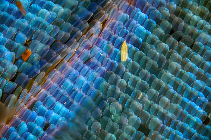 Butterfly wing under the microscope - My, Macro, Microfilming, Butterfly, , Microscope, Macro photography