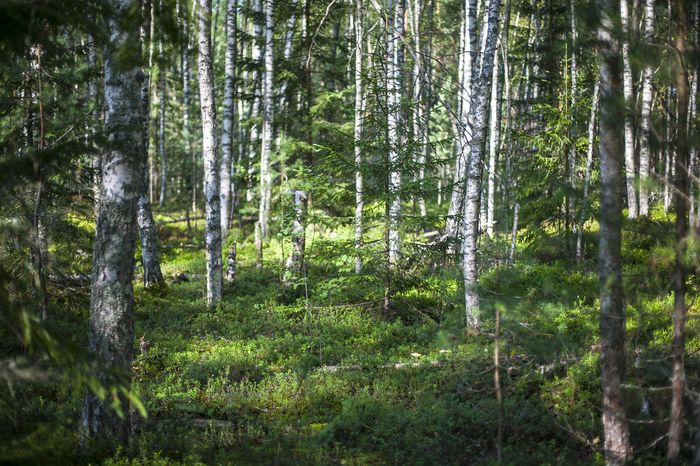 Konakovo: forest, mushrooms, mosquitoes - My, Russia, Konakovo, Mushrooms, Forest, The photo, Longpost