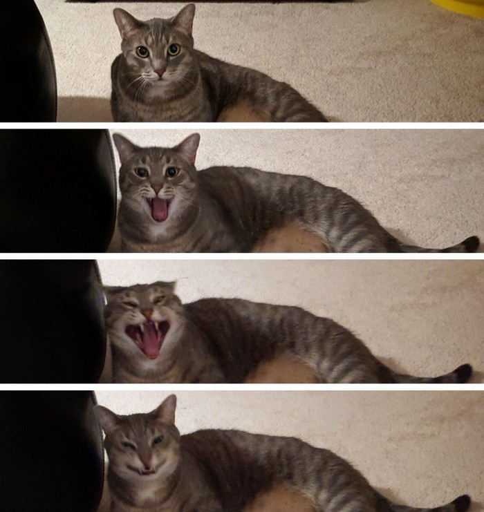 4 стадии настроения кота.