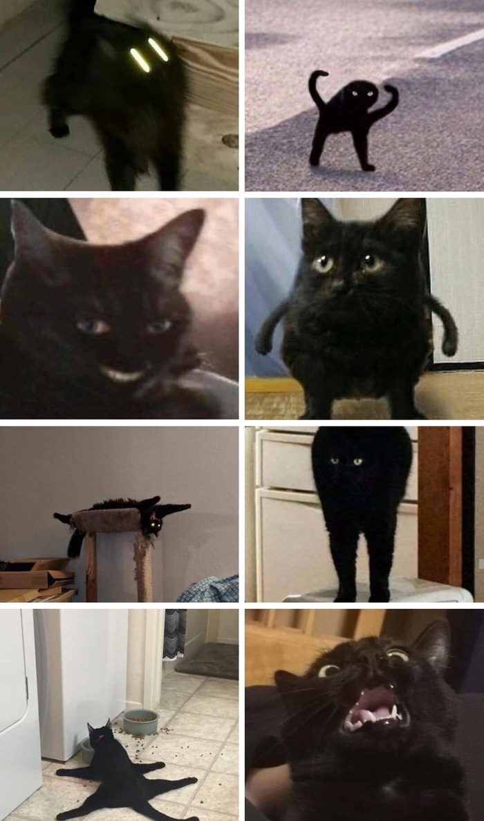 Some black cats - cat, Black, What's happening?