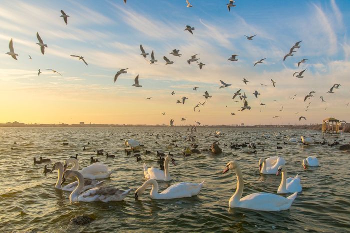 Birds - Nikon, Birds, My, Nikon D610