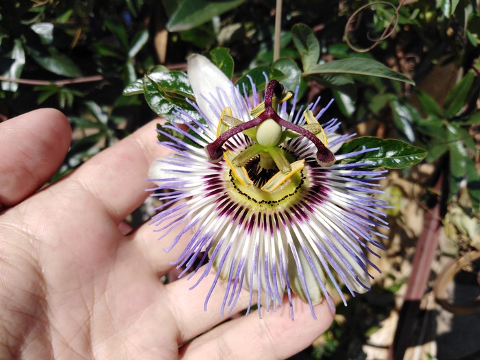 Passionflower - My, Passionflower, Abkhazia